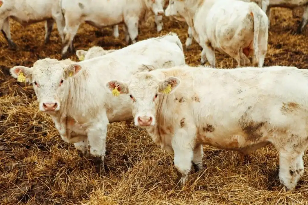 Тернопільщина вийшла в лідери України за виробництвом продукції тваринництва