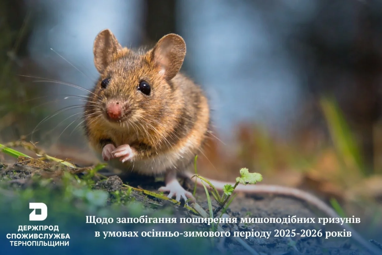 На Тернопільщині масово розмножуються небезпечні гризуни: загрожують урожаю та здоров’ю людей