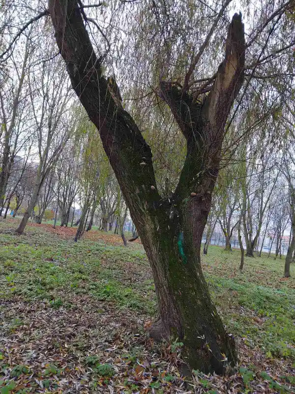 У парку “Сопільче” видаляють аварійні дерева: верба, яблуня та граб підлягають зрізу