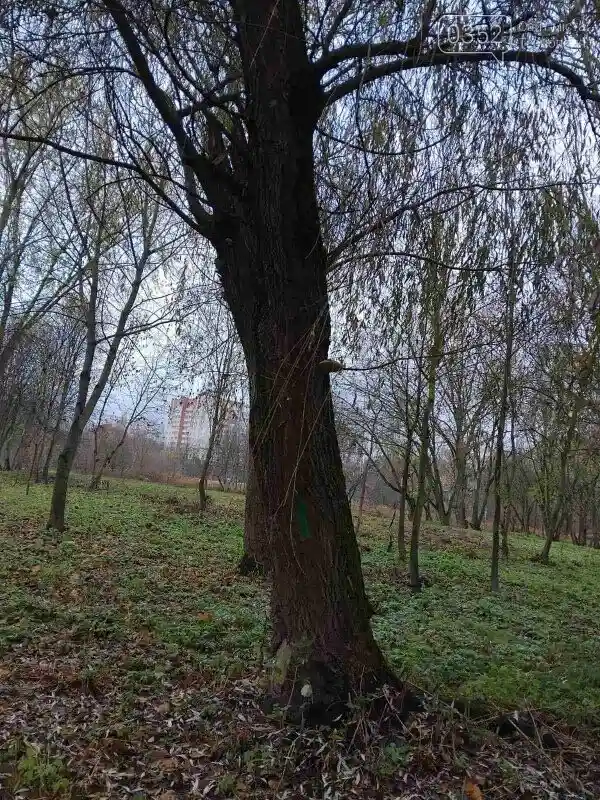 У парку “Сопільче” видаляють аварійні дерева: верба, яблуня та граб підлягають зрізу