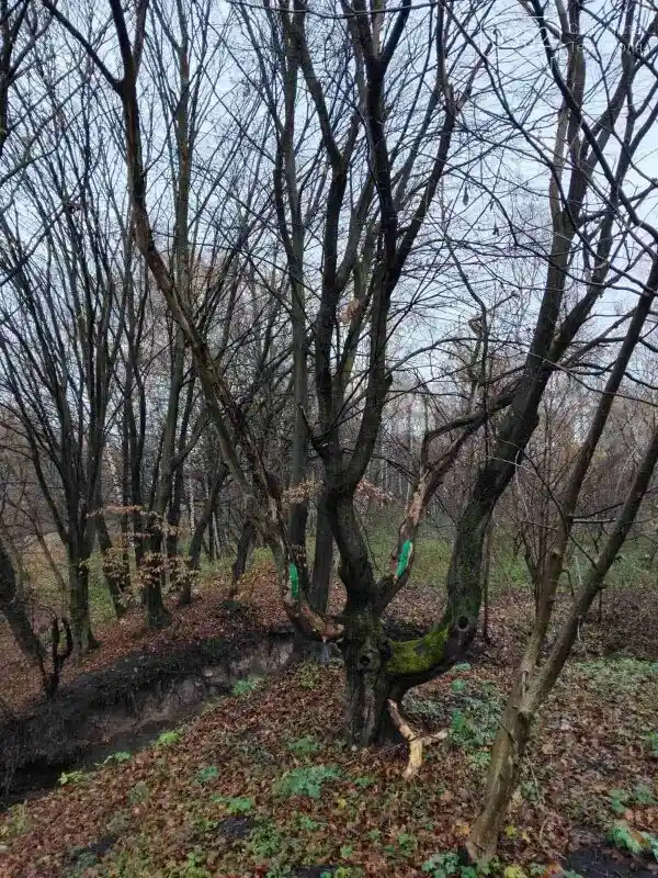 У парку “Сопільче” видаляють аварійні дерева: верба, яблуня та граб підлягають зрізу