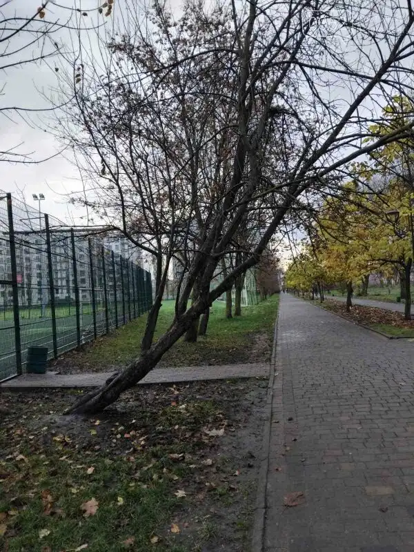 У парку “Сопільче” видаляють аварійні дерева: верба, яблуня та граб підлягають зрізу