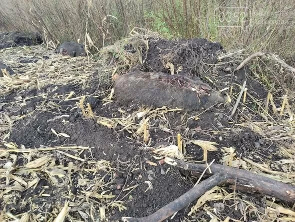 На Тернопільщині виявили три мертві дикі свині: причину загибелі з’ясовують фахівці