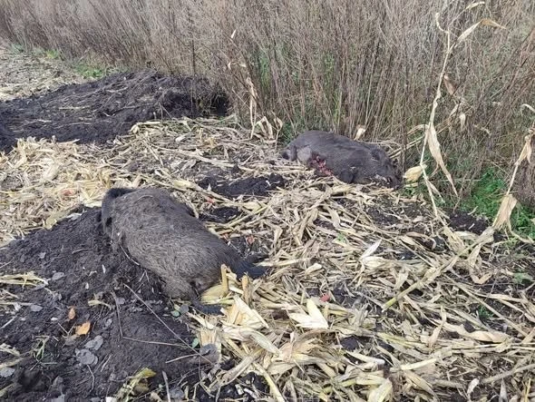 На Тернопільщині виявили три мертві дикі свині: причину загибелі з’ясовують фахівці