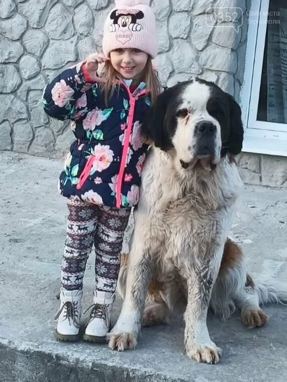 На Тернопільщині для сенбернарки Роксі шукають нову родину