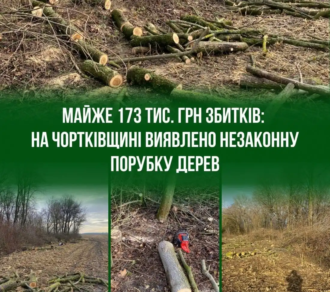Клени під пилкою біля колії: на Тернопільщині зафіксували незаконну порубку з великими збитками