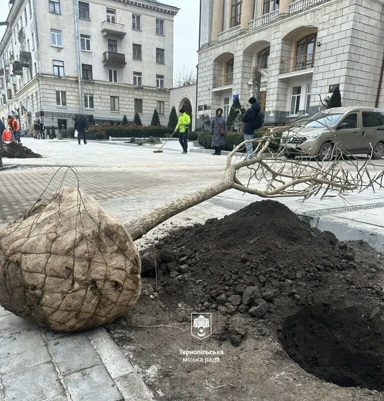 Катальпи замість лип: у центрі Тернополя оновили вуличне озеленення
