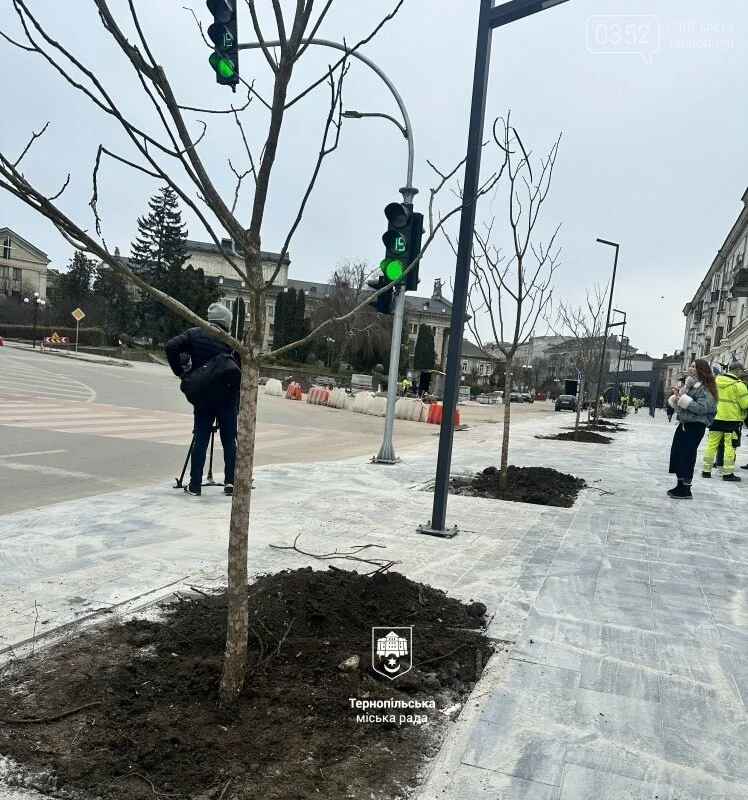 Катальпи замість лип: у центрі Тернополя оновили вуличне озеленення