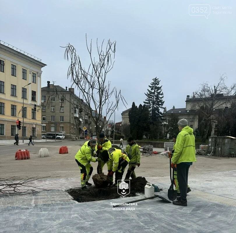 Катальпи замість лип: у центрі Тернополя оновили вуличне озеленення