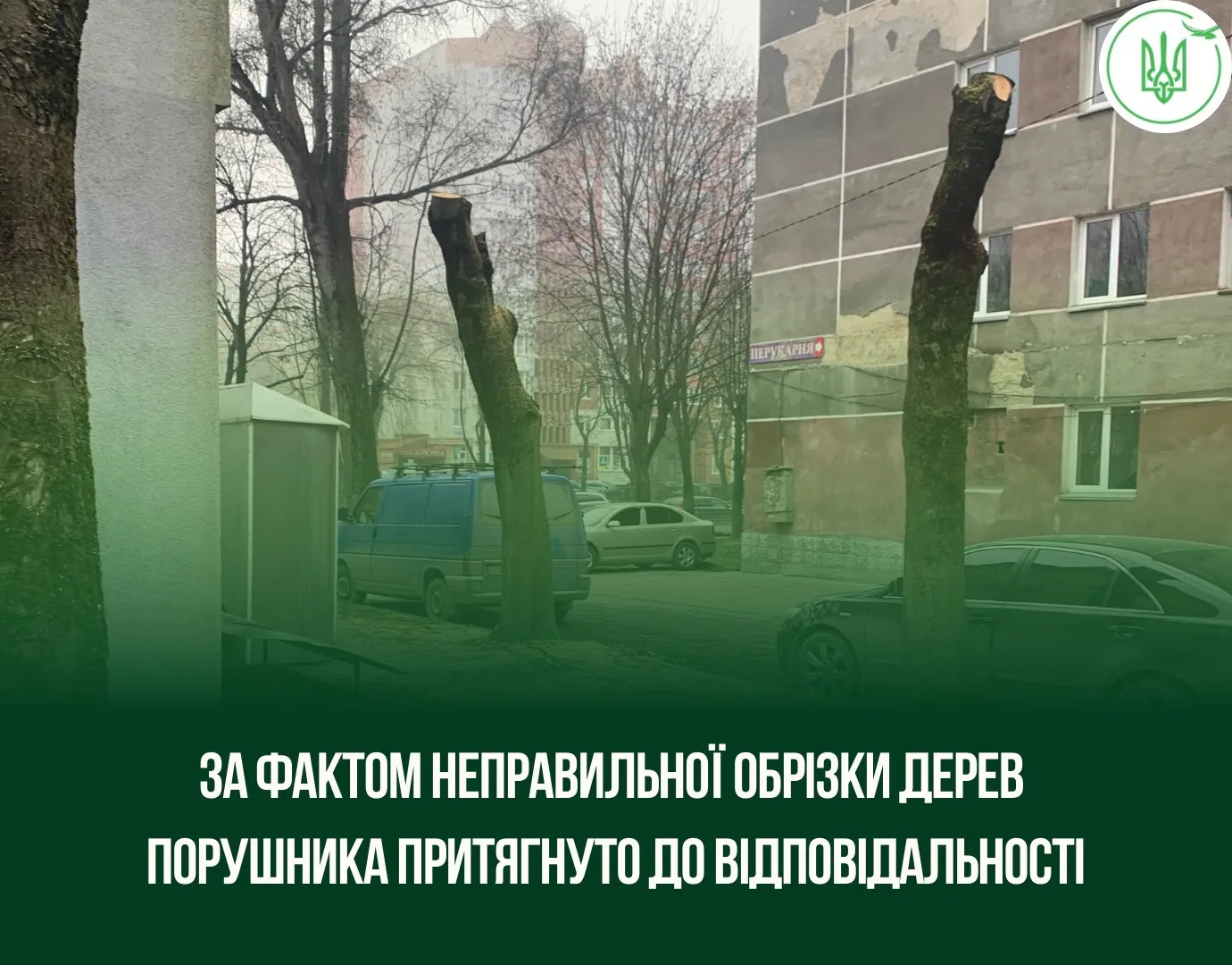 Штраф і збитки за знищені крони: у Тернополі покарали за варварську обрізку дерев