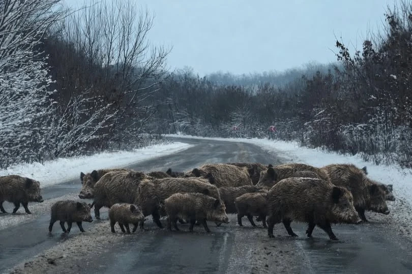 Пенсійний фонд на Тернопільщині паралізував роботу великого підприємства: що відомо