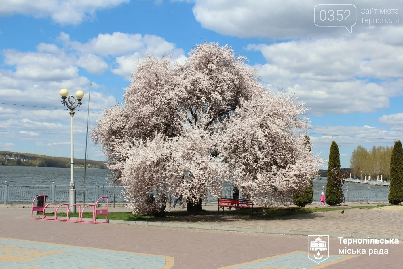 Весняний акцент на набережній: у Тернополі зацвіла декоративна слива